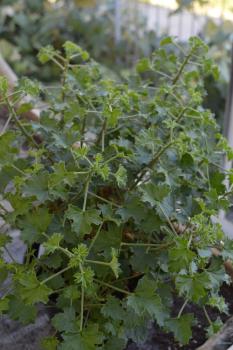 Pelargonie, Vanille-Duft- (Pflanze)
